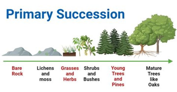 What does succession mean in music?