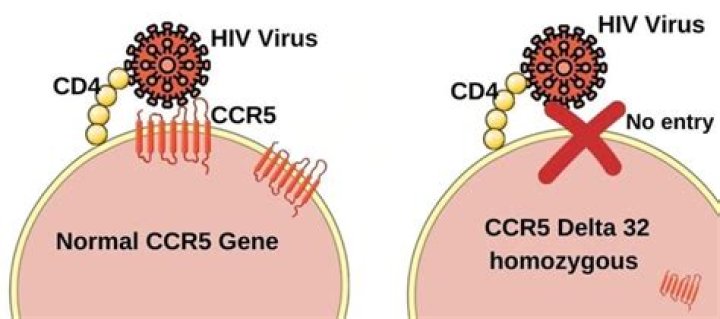 What does the CCR5 delta 32 mutation do?