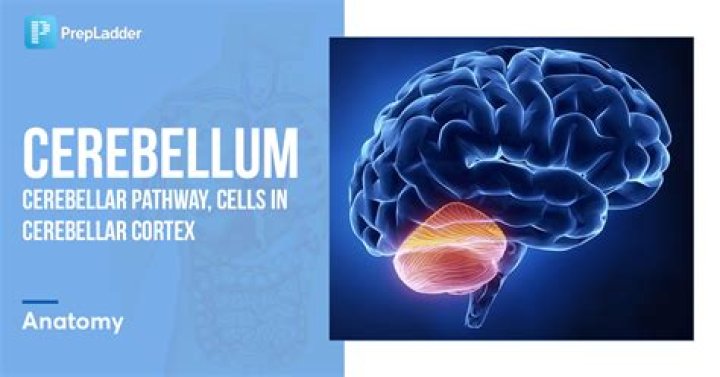 What does the deep cerebellar nuclei do?
