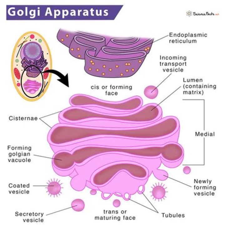 What does the Golgi make?
