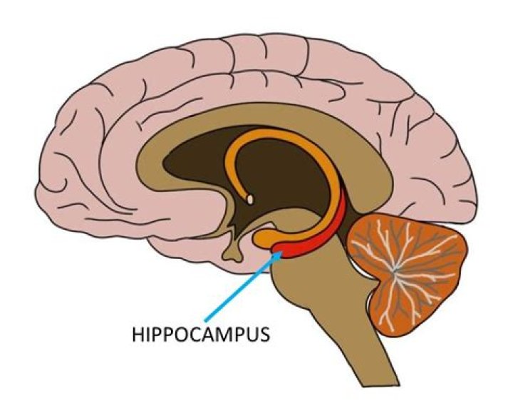 What does the hippocampus do for memory?