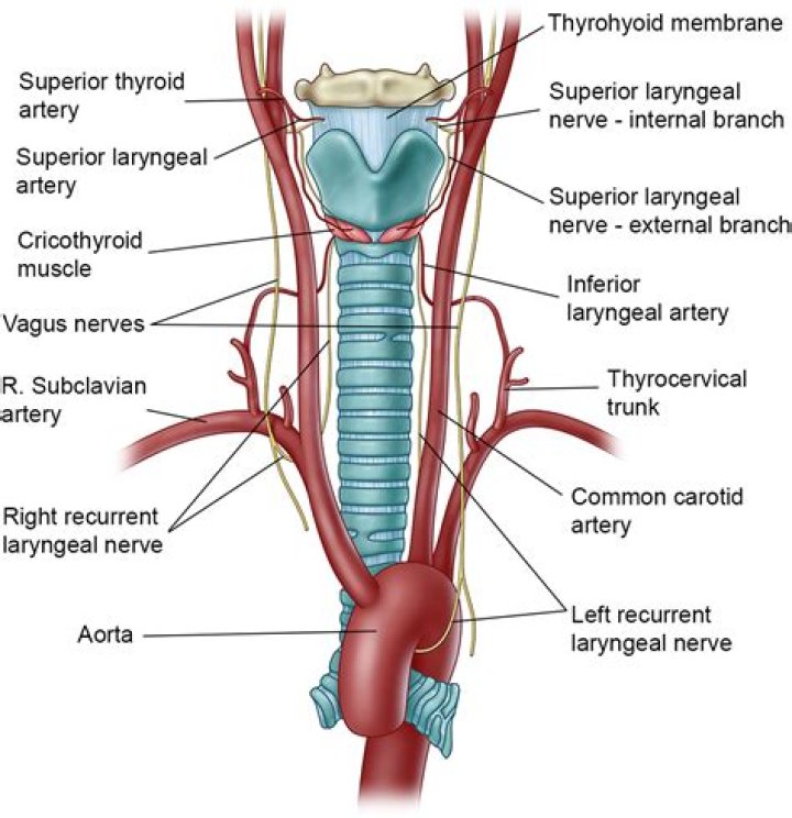 What does the internal branch of the laryngeal nerve innervate?
