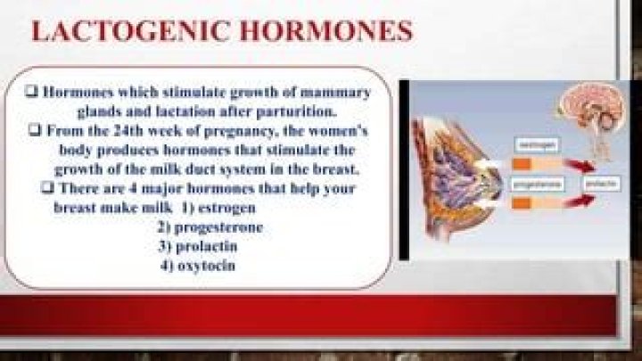 What does the Lactogenic hormone stimulate?