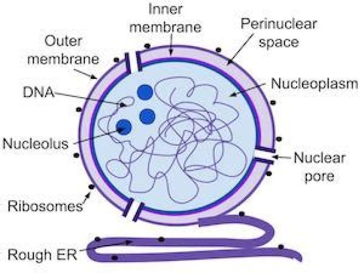 What does the outer membrane of the nucleus do?