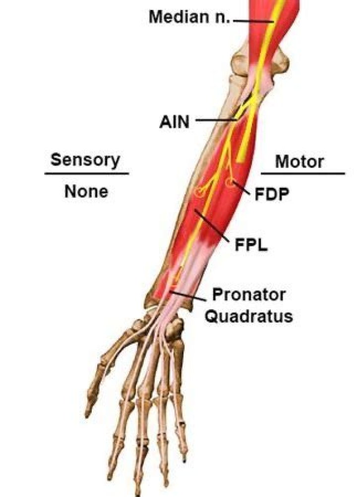 What does the posterior interosseous nerve innervate?