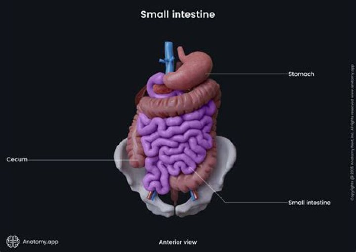 What does the small intestine mean in Chinese medicine?