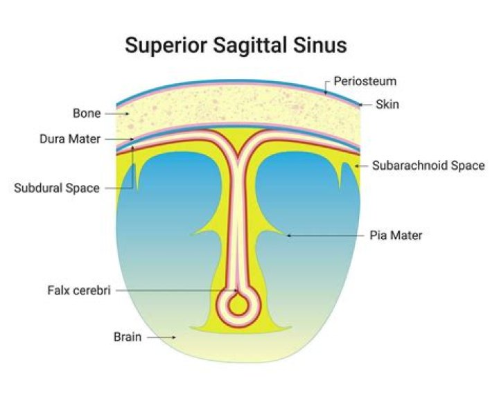 What does the superior sagittal sinus vein drain?