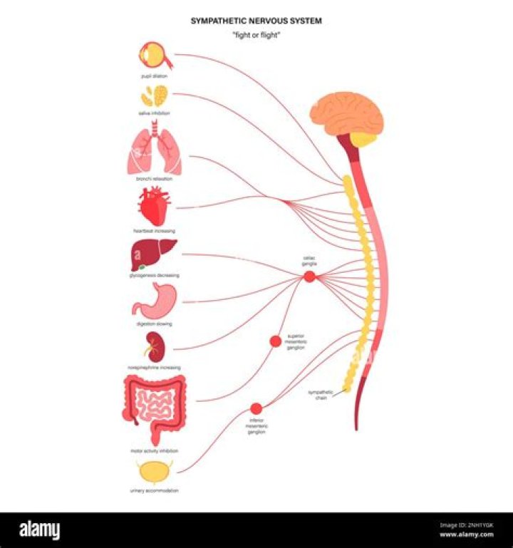 What does the sympathetic nervous system do?
