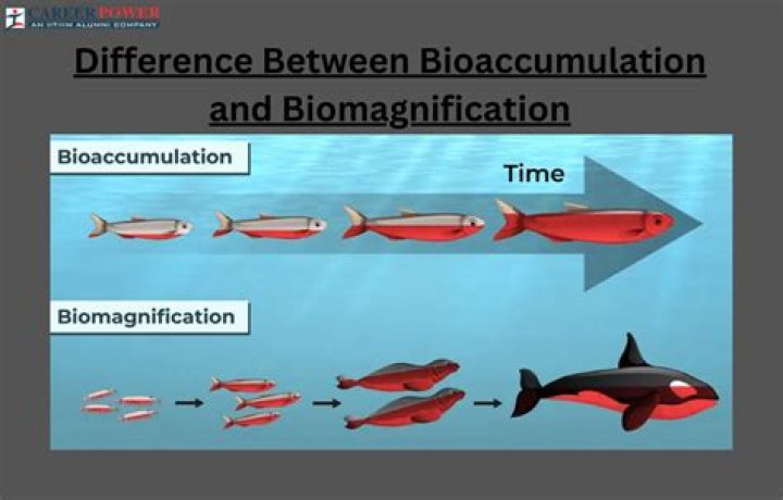 What does the term bioaccumulation mean?
