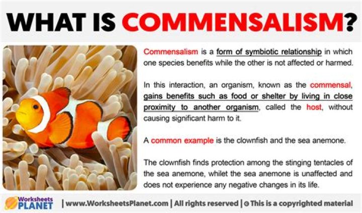 What does the term commensal mean?