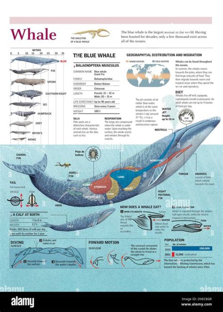 What does the whale represent to Ahab?