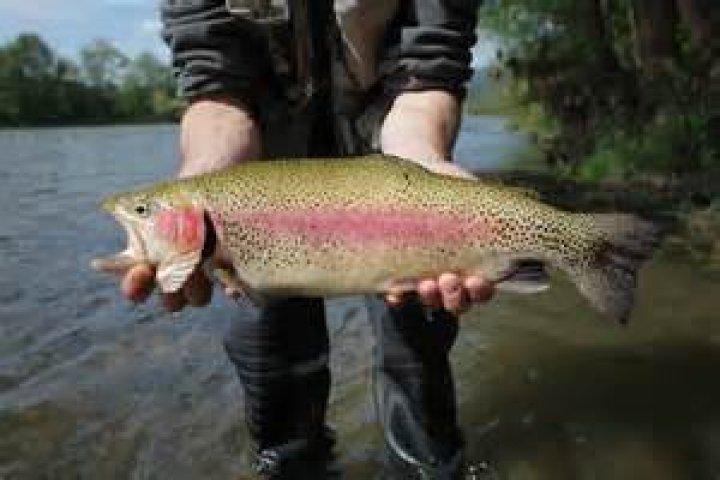 What does Trout Unlimited do?