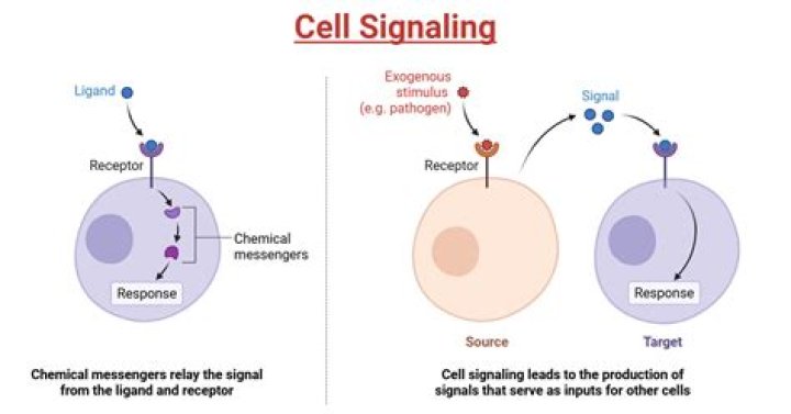What does Wnt Signalling do in bone?