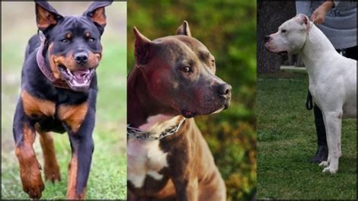 What dog breeds are not allowed?
