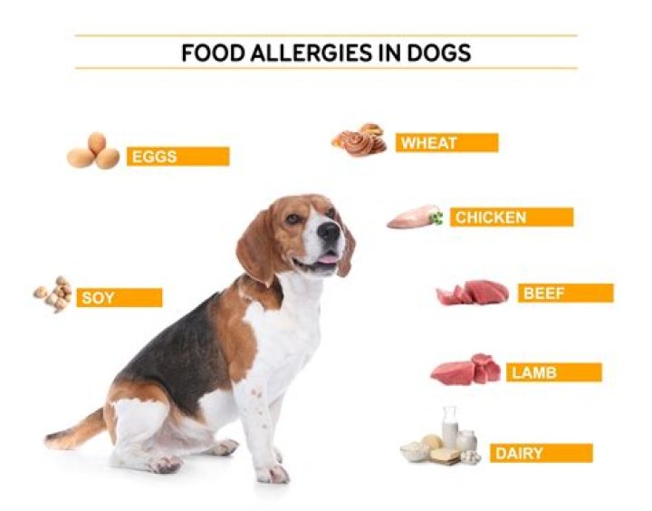 What dog food causes the least allergies?