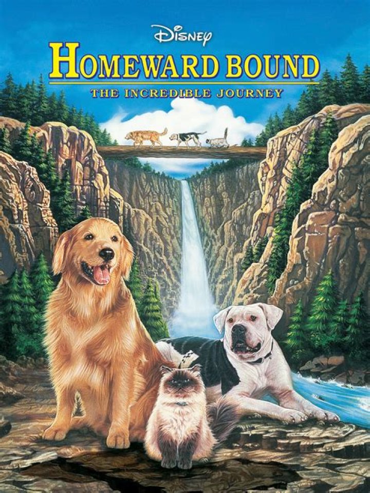 What dog is in Homeward Bound?