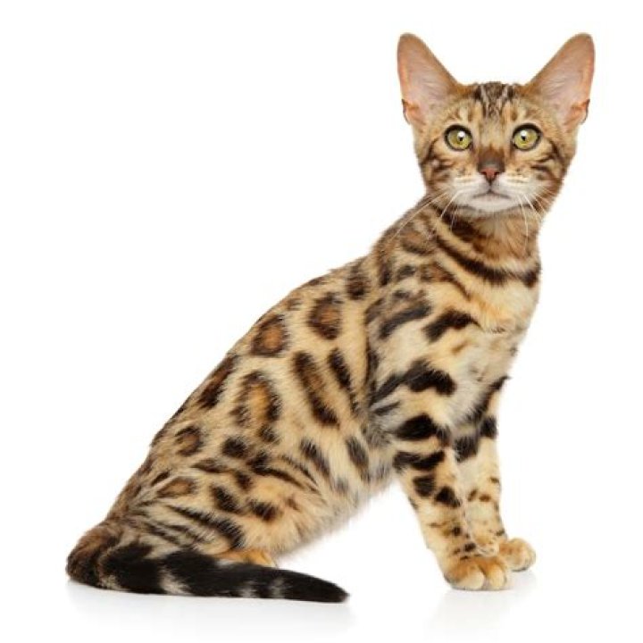 What domestic cat has leopard spots?