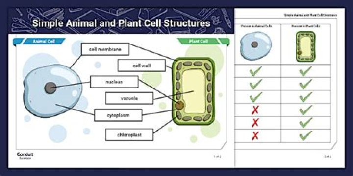 What environment are plant cells in?