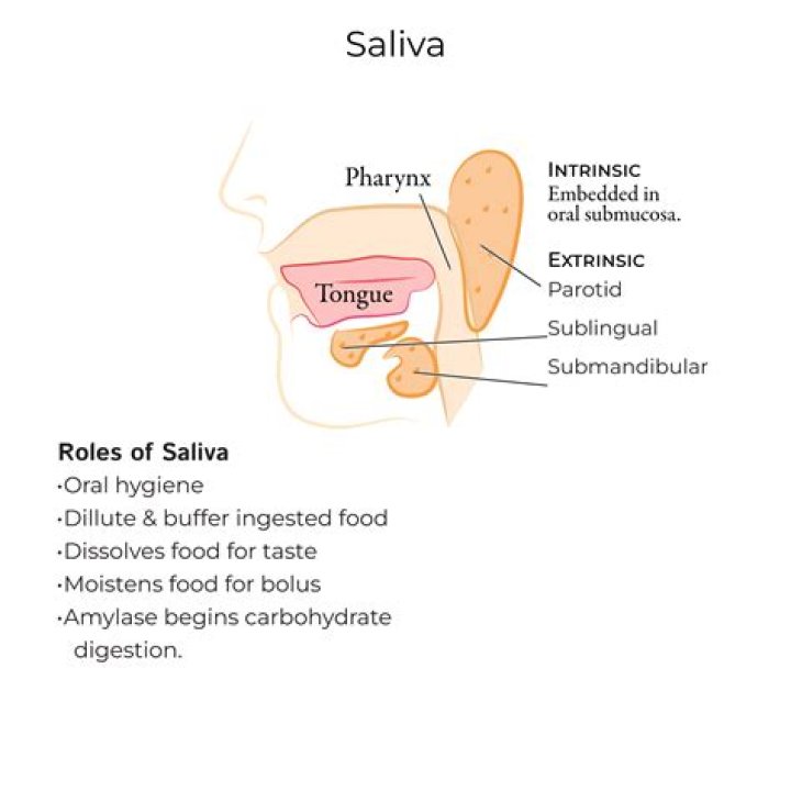 What enzyme is produced in the salivary glands?