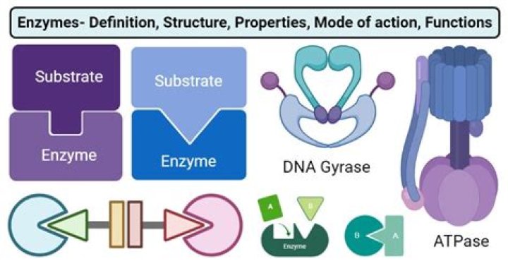 What enzymes are made of?