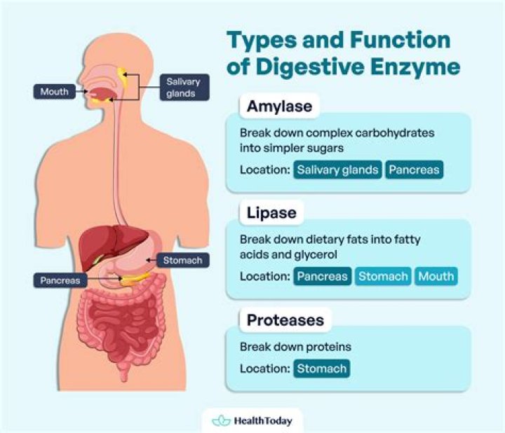 What enzymes break down human urine?