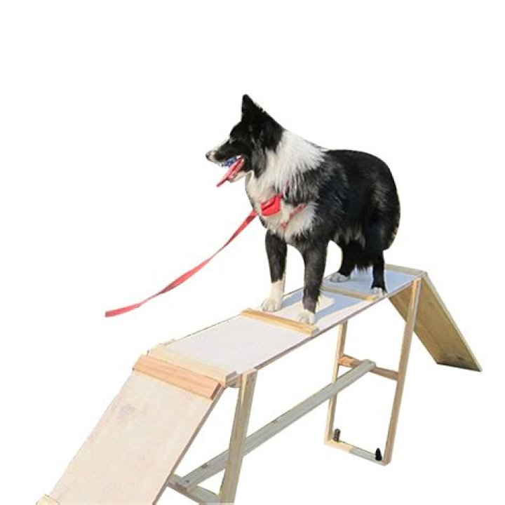 What equipment is used in dog agility?