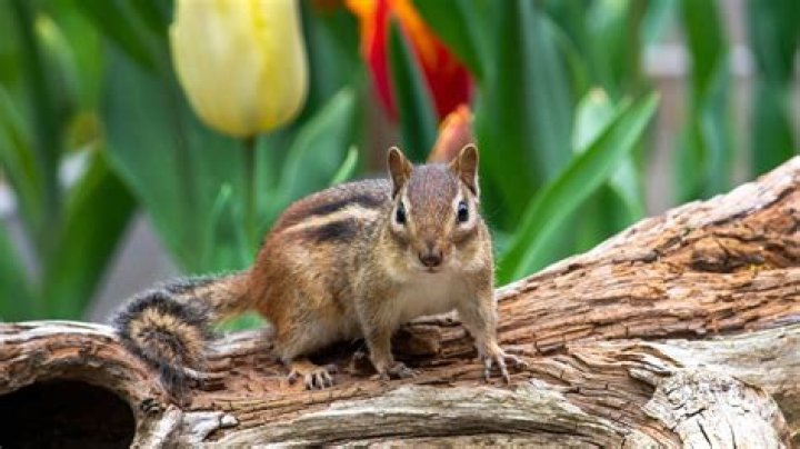 What essential oil gets rid of chipmunks?