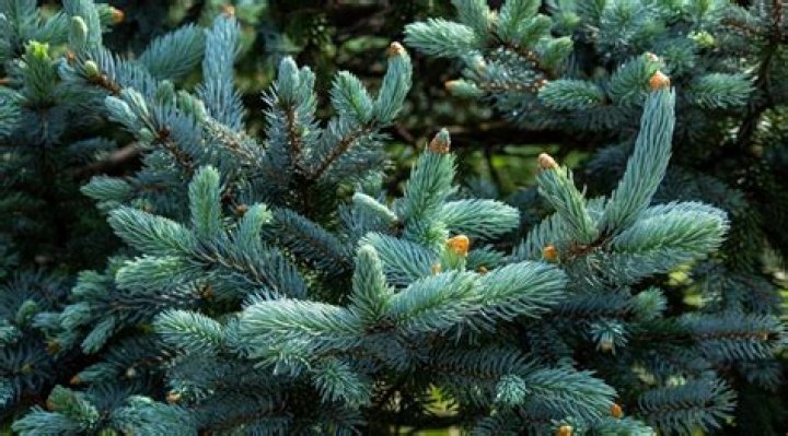 What evergreen trees grow well in Zone 9?