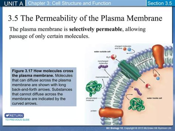 What factors influence permeability of the plasma membrane?