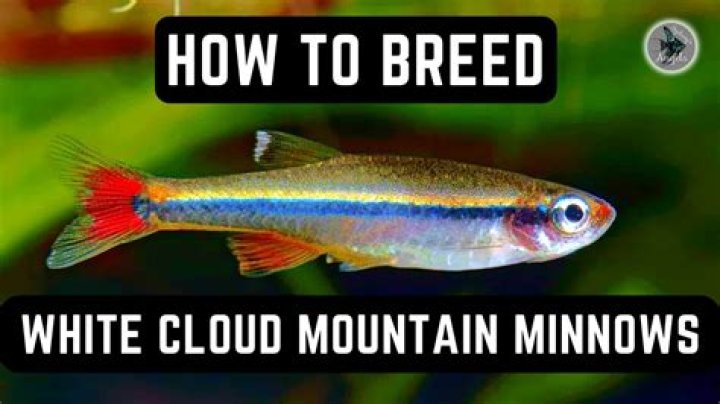 What fish can live with White Cloud Mountain minnows?