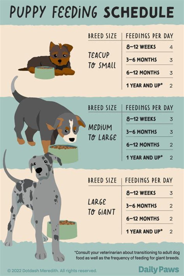 What food should I give my miniature poodle?