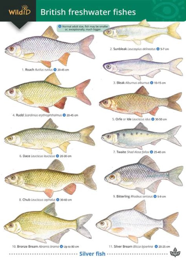 What freshwater fish are in the UK?