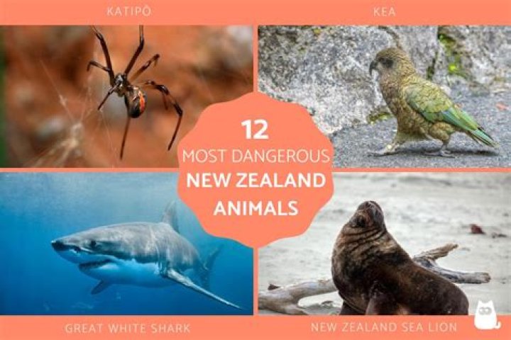 What frogs are found in New Zealand?