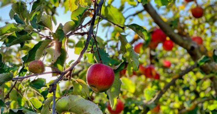 What fruit trees grow well in Charleston SC?