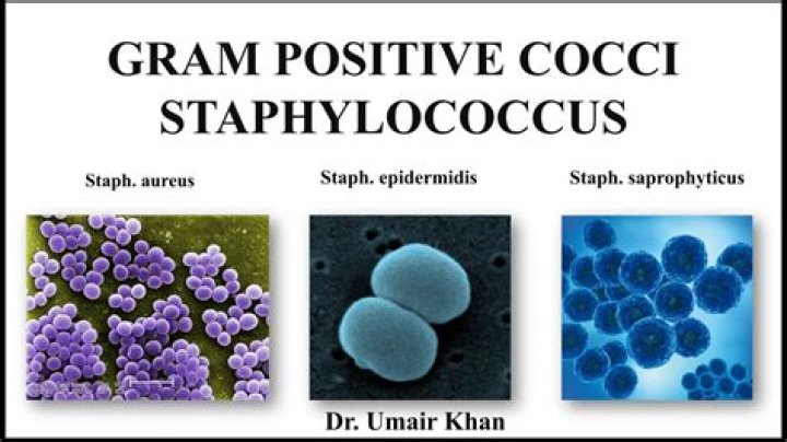 What Gram stain is micrococcus?