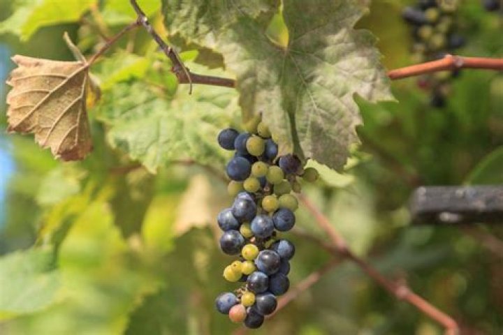 What grapes grow wild in Texas?