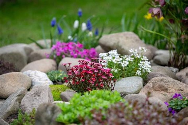 What grows well in a rock garden?