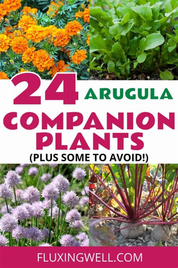 What grows well with sempervivum?