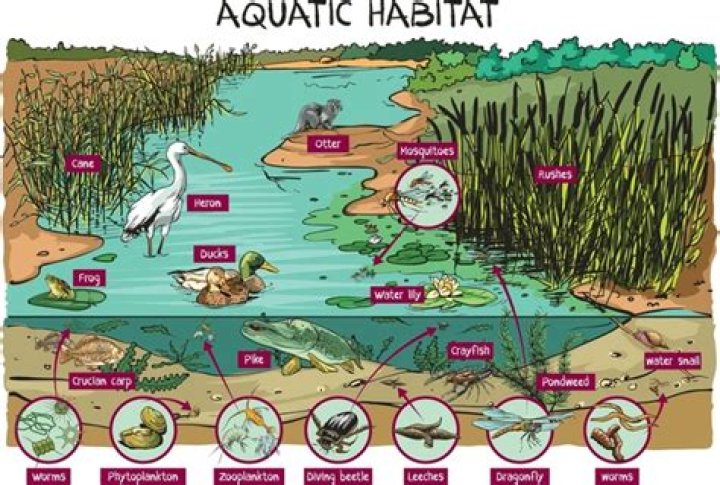 What habitats are in freshwater?