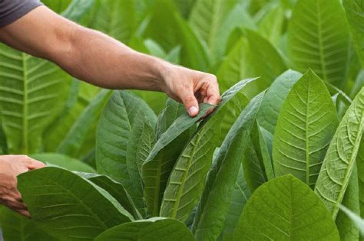 What happened Big Tobacco?