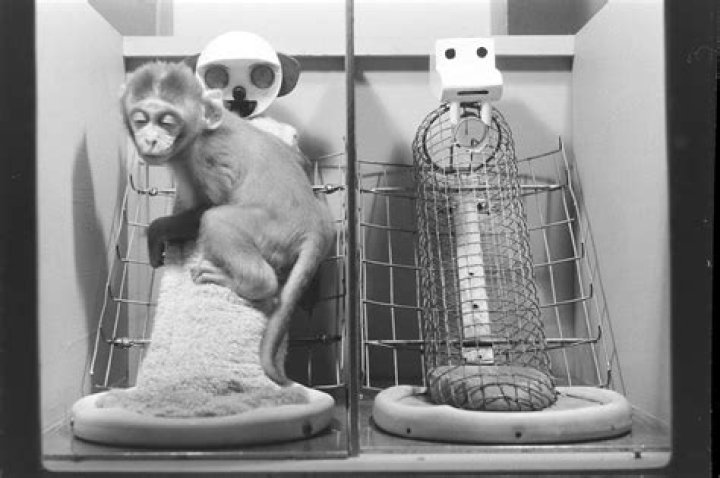What happened in the rhesus monkey experiment?