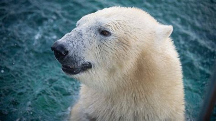 What happened to Anana the polar bear?