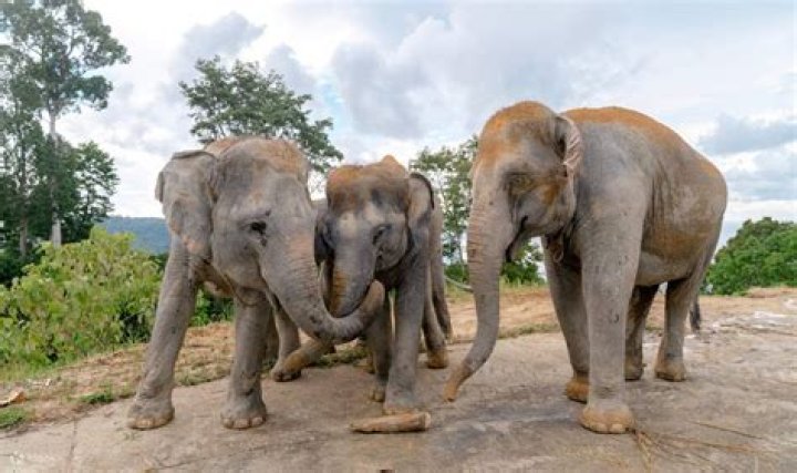 What happened to elephant Village?