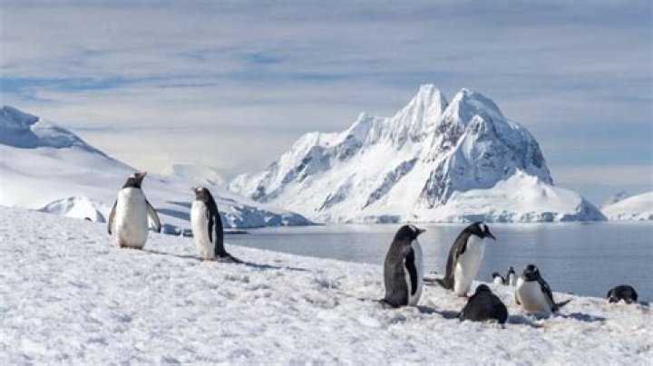 What happened to the Petermann iceberg?