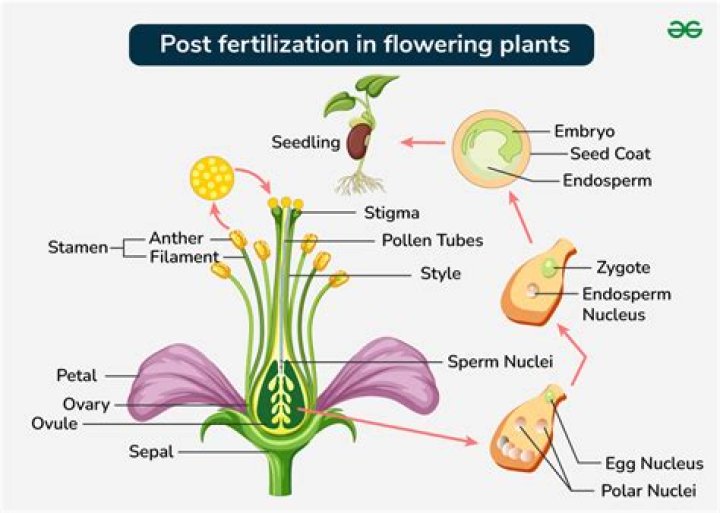 What happens before fertilization plants?