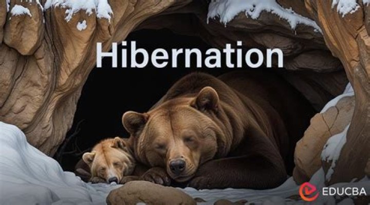 What happens during hibernation for bears?