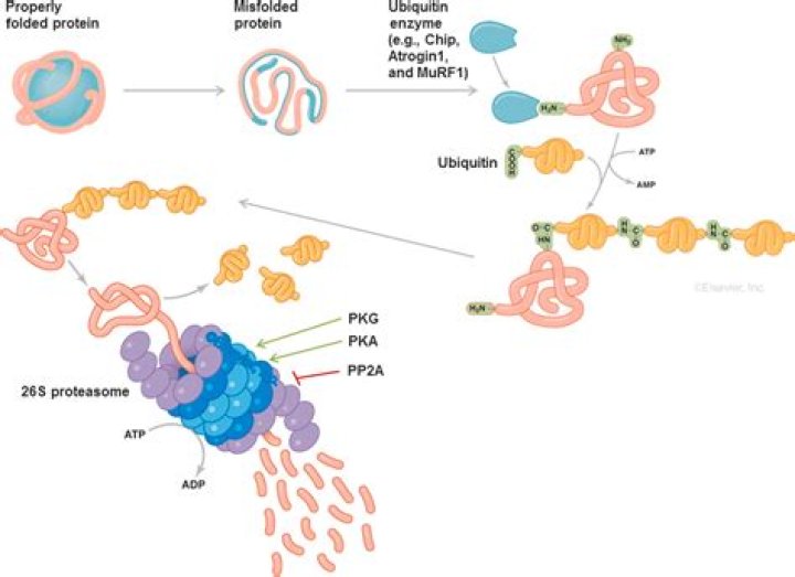 What happens during ubiquitination?