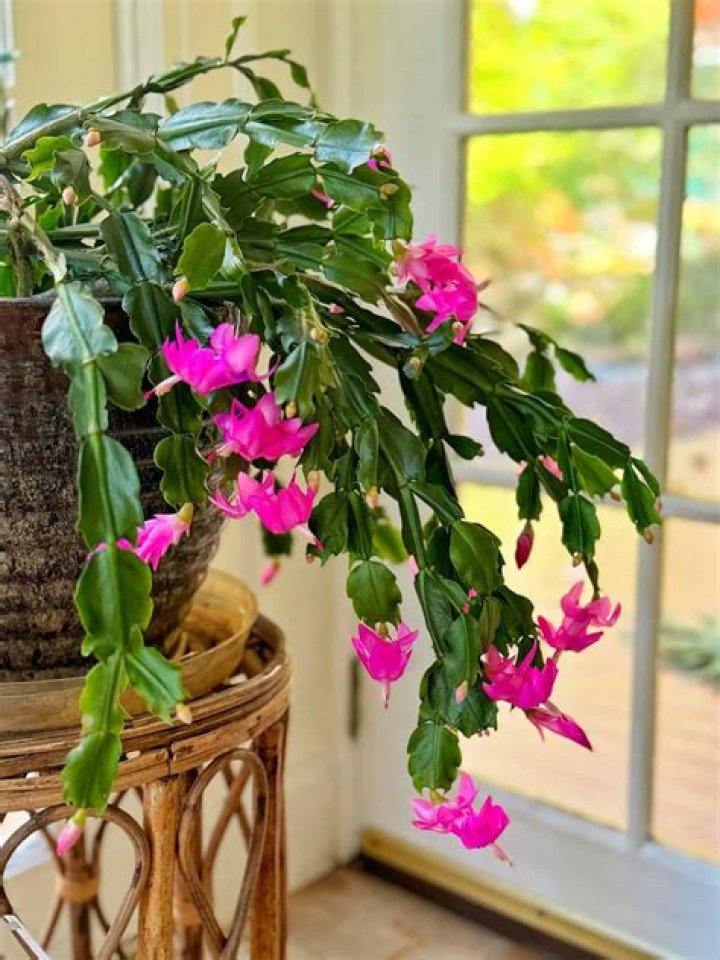 What happens if a cat eats a Christmas cactus?