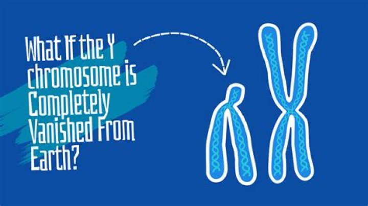 What happens if the Y chromosome disappear?