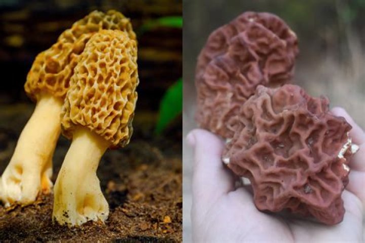 What happens if you eat a raw morel mushroom?